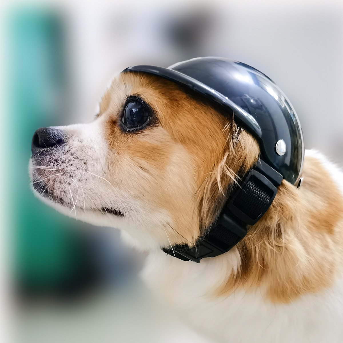 Capacete para animais de estimação